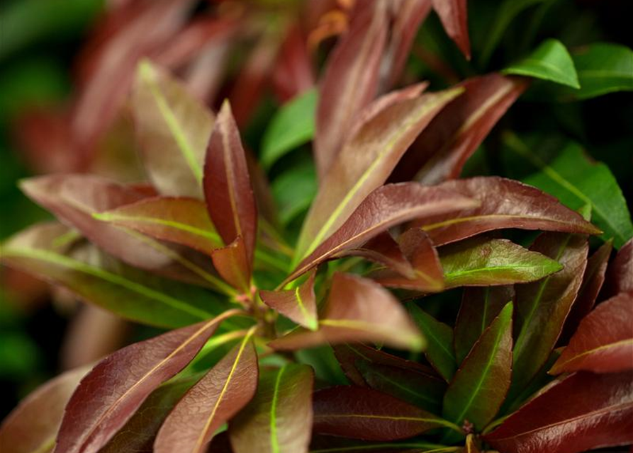 Pieris japonica Katsura