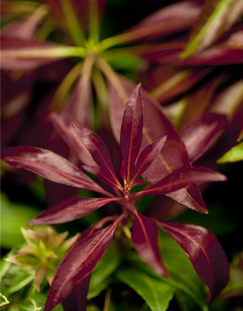 Pieris japonica Katsura