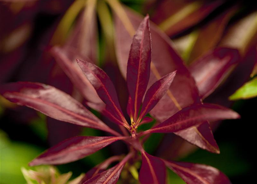 Pieris japonica Katsura