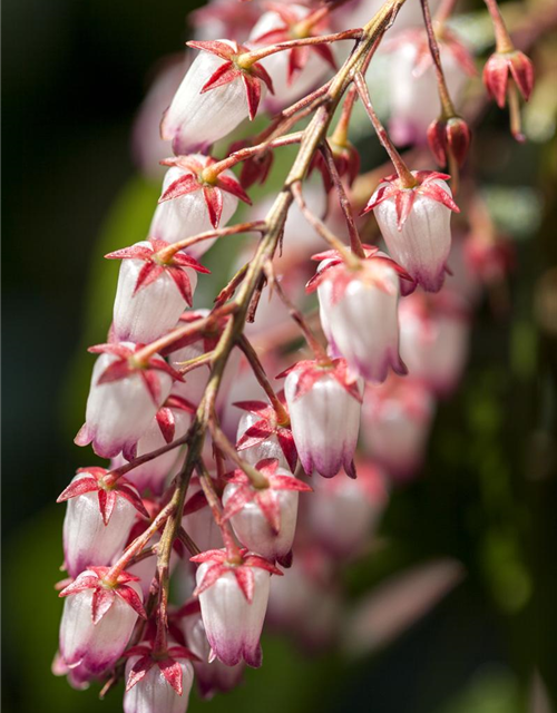 Pieris japonica Katsura