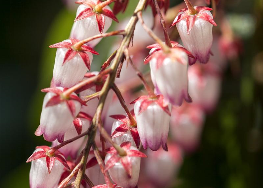 Pieris japonica Katsura