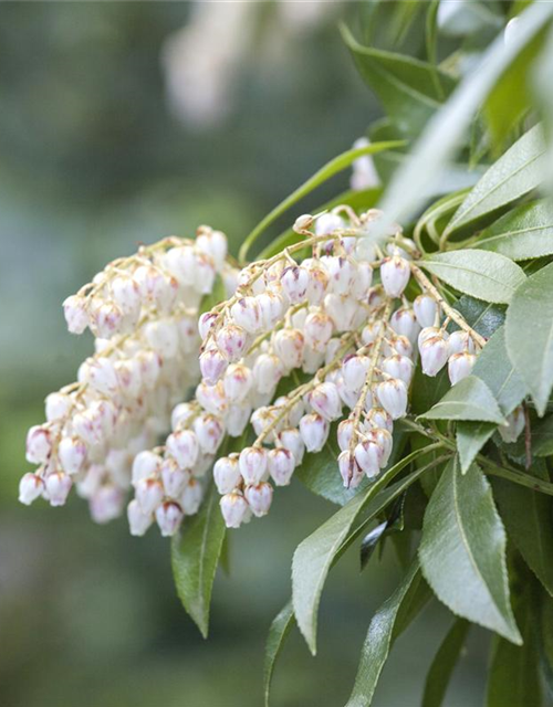 Pieris japonica Katsura