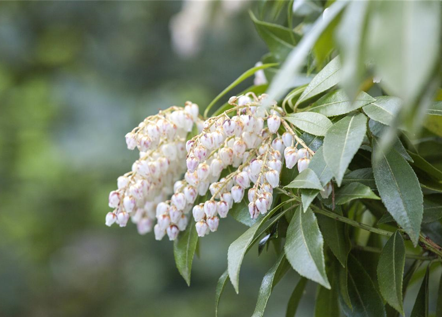 Pieris japonica Katsura