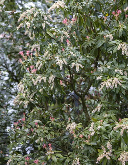 Pieris japonica Katsura