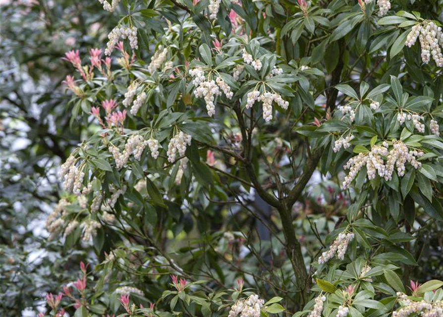 Pieris japonica Katsura