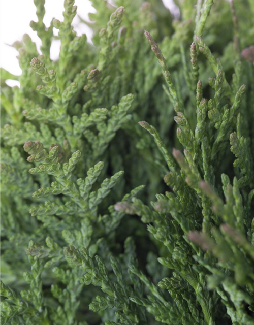 Thuja occidentalis Teddy