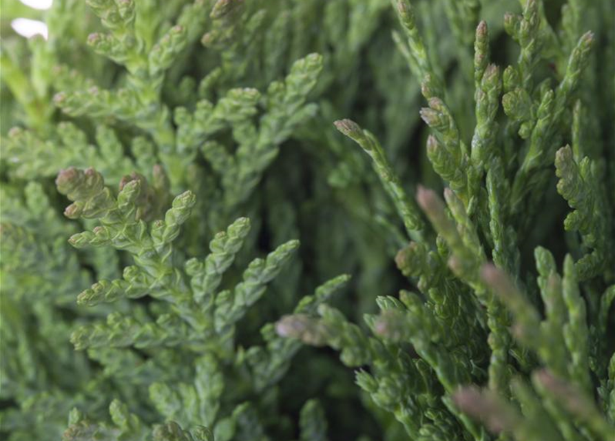 Thuja occidentalis Teddy