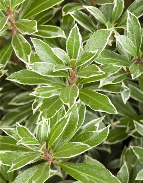 Pieris japonica Little Heath