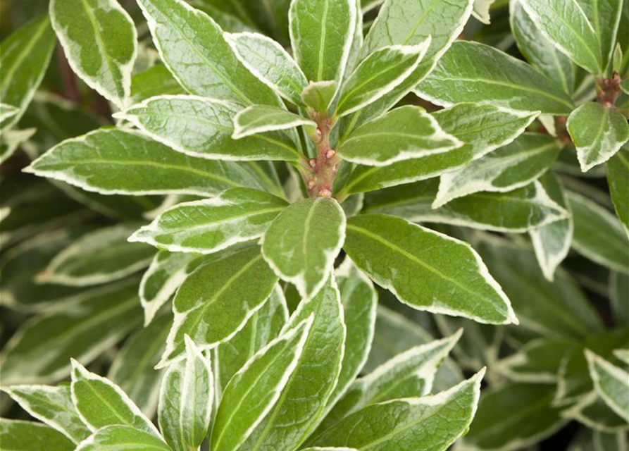 Pieris japonica Little Heath