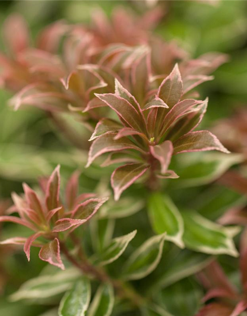 Pieris japonica Little Heath