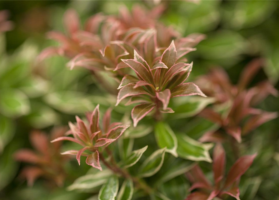 Pieris japonica Little Heath