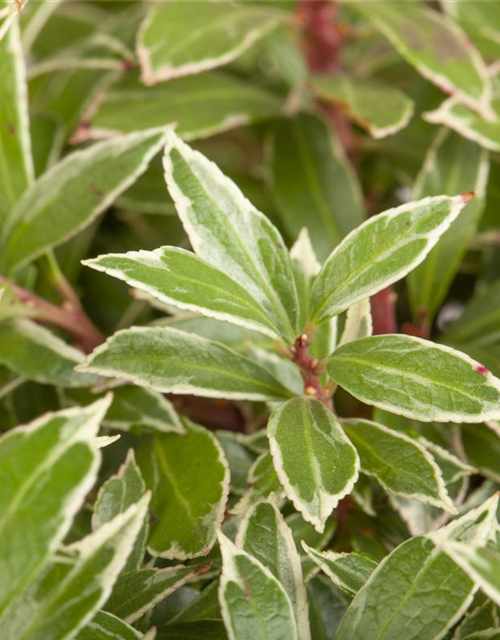 Pieris japonica Little Heath