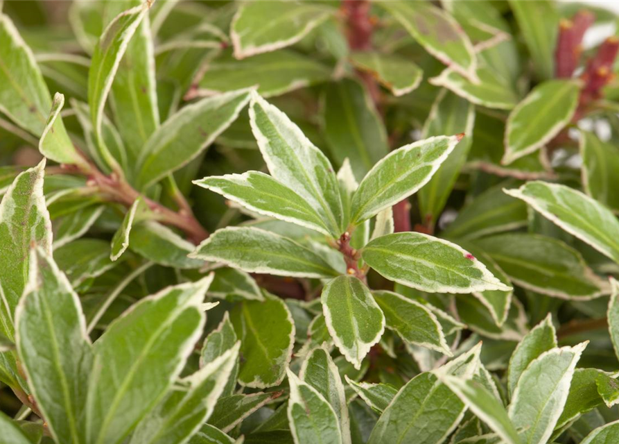 Pieris japonica Little Heath