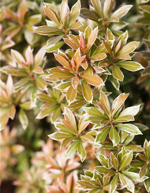 Pieris japonica Little Heath