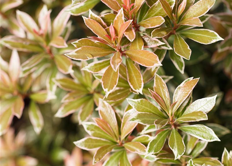 Pieris japonica Little Heath