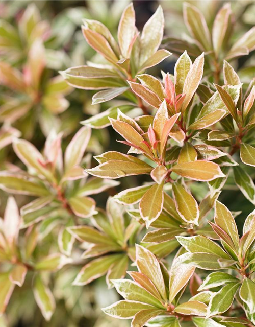 Pieris japonica Little Heath