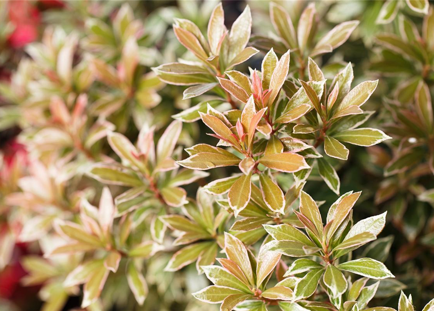 Pieris japonica Little Heath