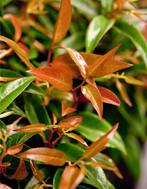 Leucothoe keiskei Royal Ruby