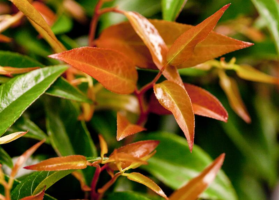 Leucothoe keiskei Royal Ruby