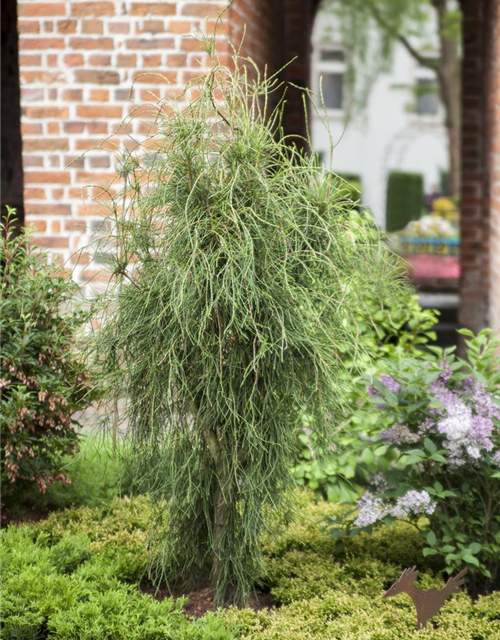 Thuja orientalis Aurea Nana