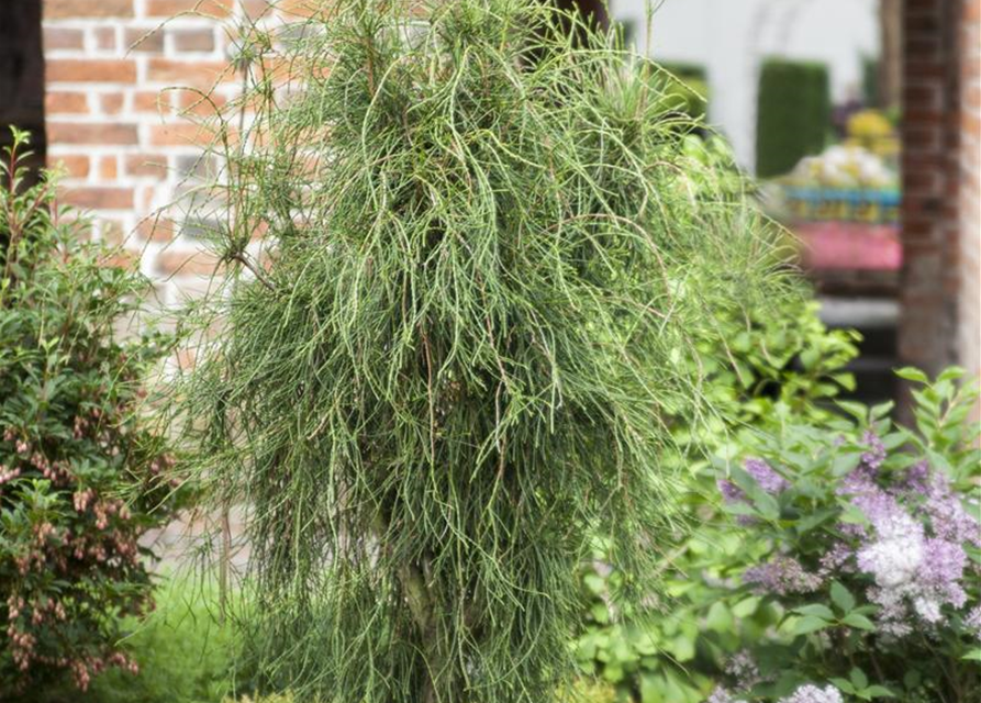 Thuja orientalis Aurea Nana