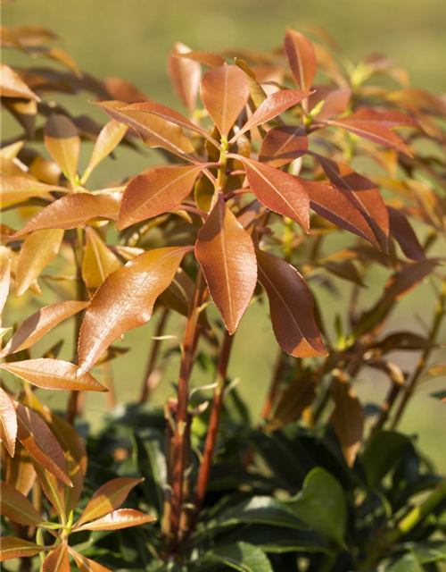 Pieris japonica Mountain Fire