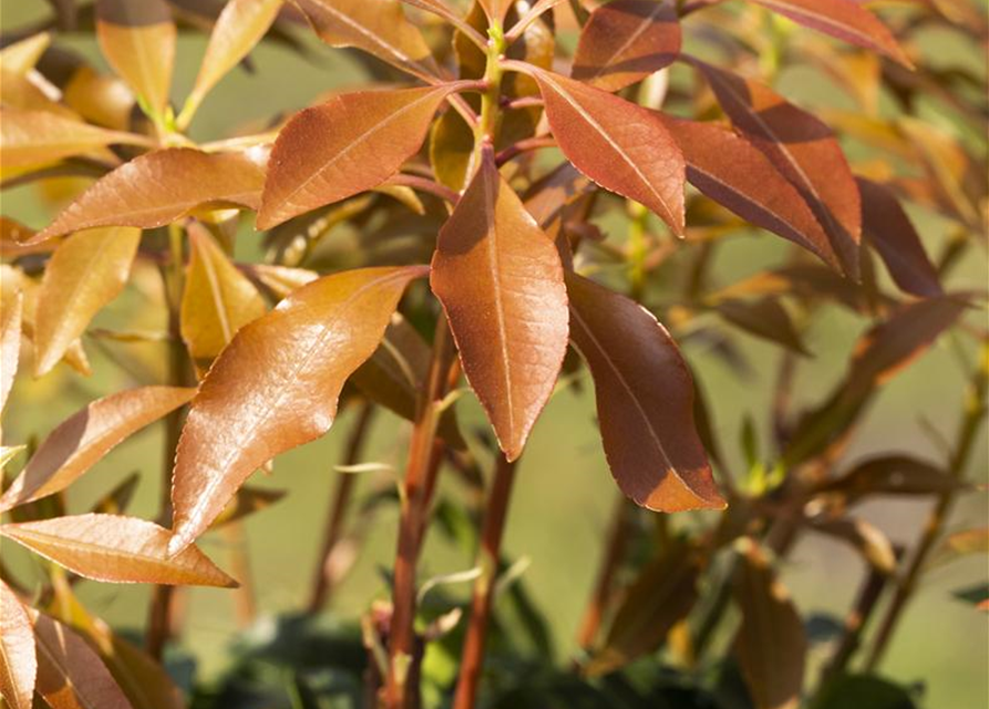 Pieris japonica Mountain Fire