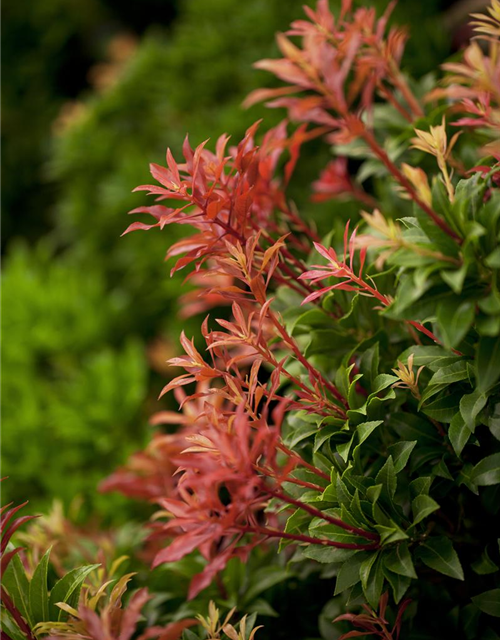 Pieris japonica Mountain Fire