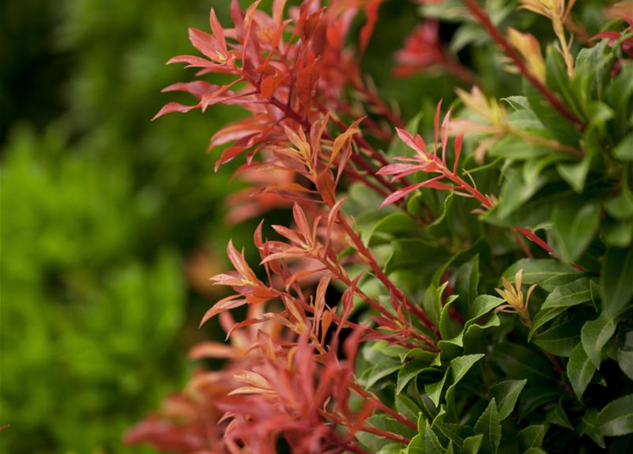 Pieris japonica Mountain Fire