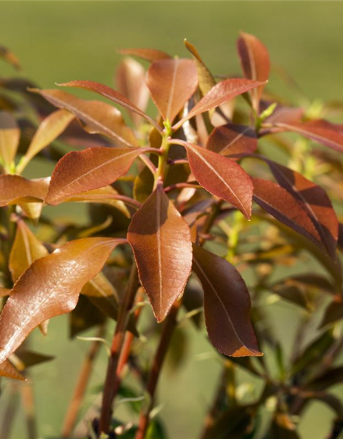 Pieris japonica Mountain Fire