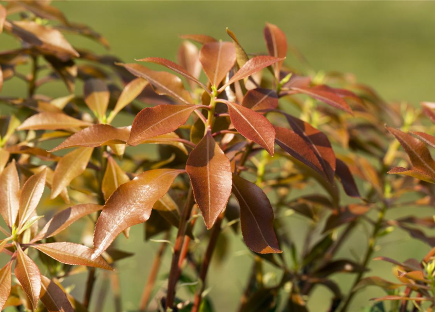 Pieris japonica Mountain Fire