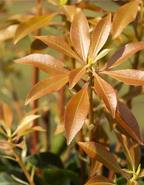 Pieris japonica Mountain Fire