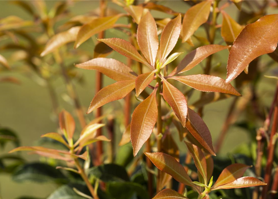 Pieris japonica Mountain Fire