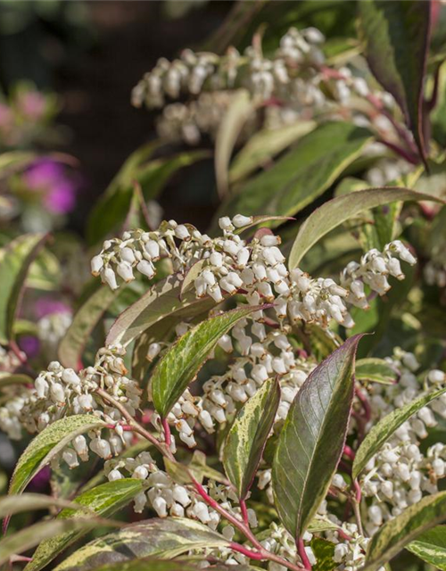 Leucothoe walteri Rainbow