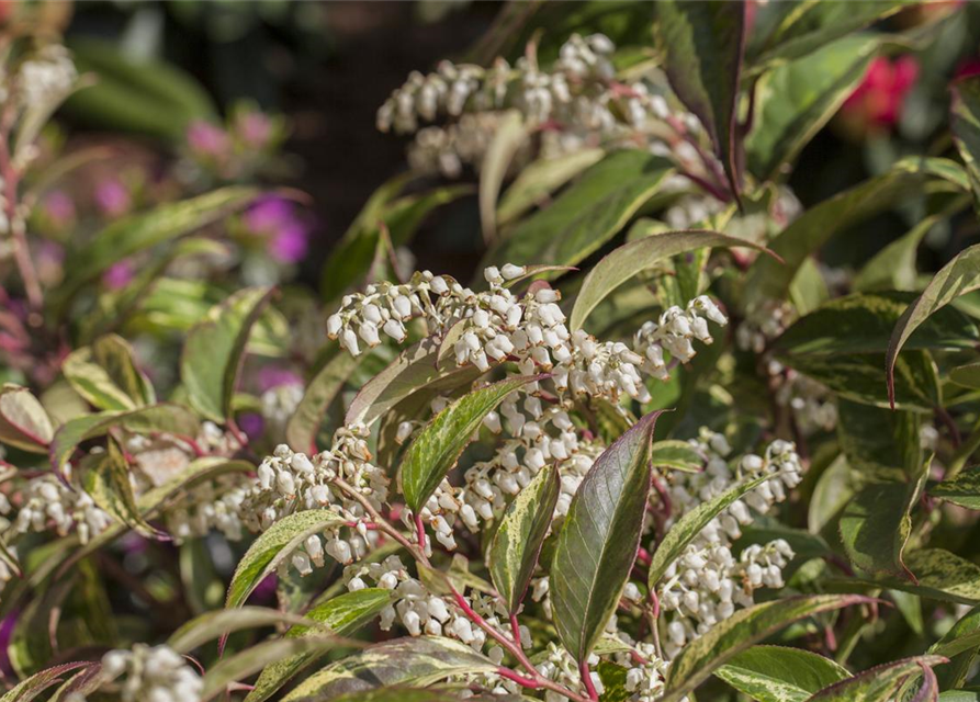 Leucothoe walteri Rainbow