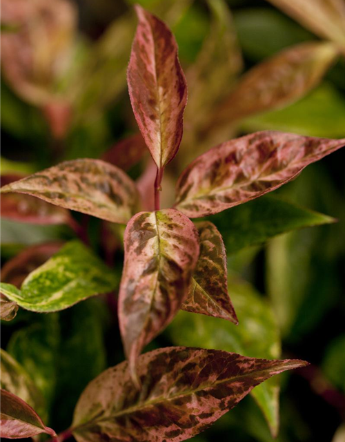 Leucothoe walteri Rainbow