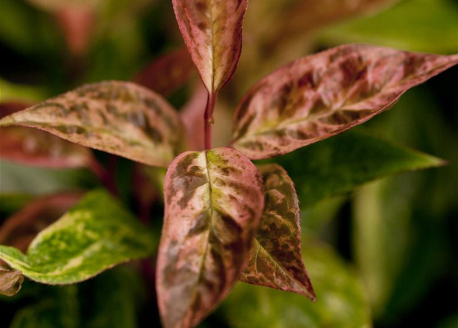 Leucothoe walteri Rainbow