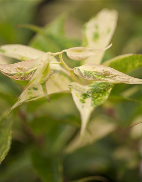 Leucothoe walteri Rainbow