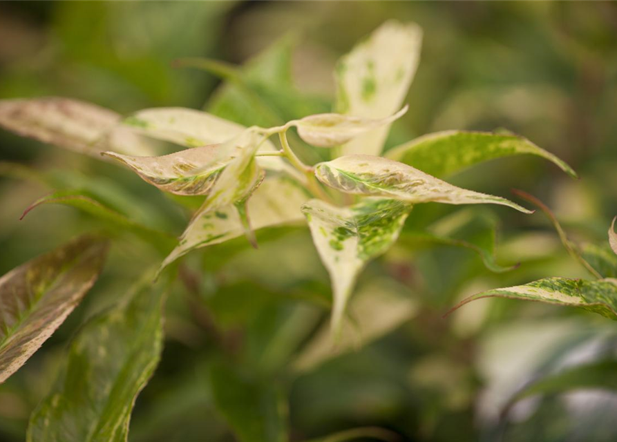 Leucothoe walteri Rainbow