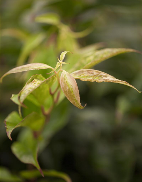 Leucothoe walteri Rainbow