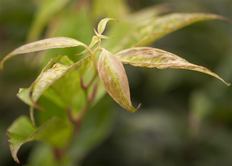 Leucothoe walteri Rainbow