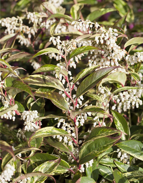 Leucothoe walteri Rainbow