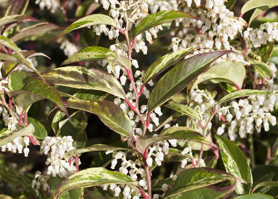 Leucothoe walteri Rainbow