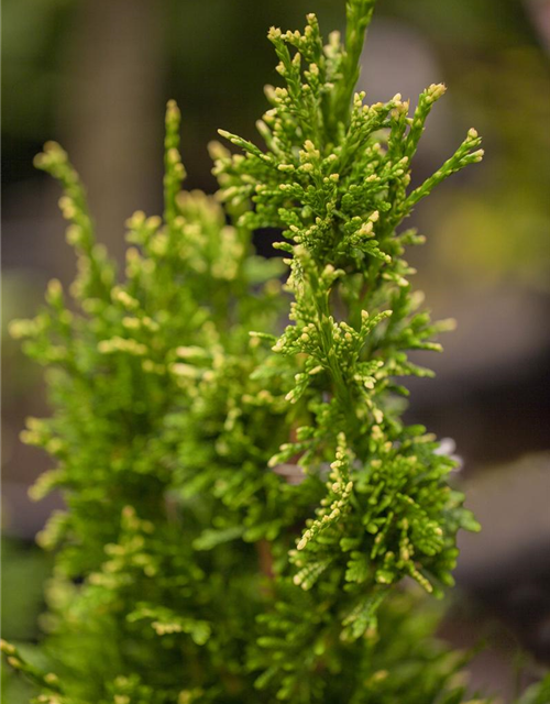 Thuja plicata Can-Can