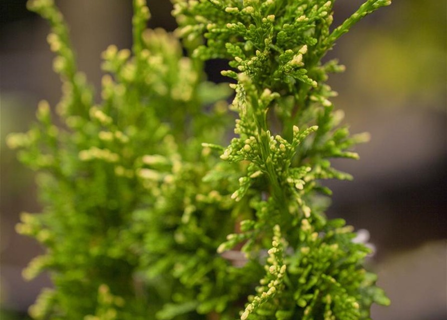 Thuja plicata Can-Can