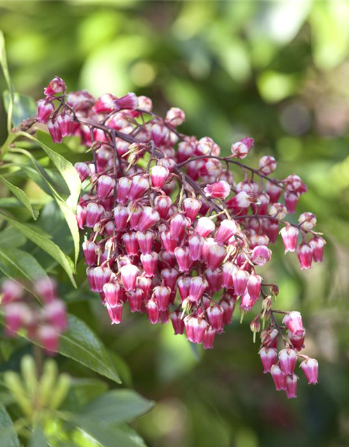 Pieris japonica Passion