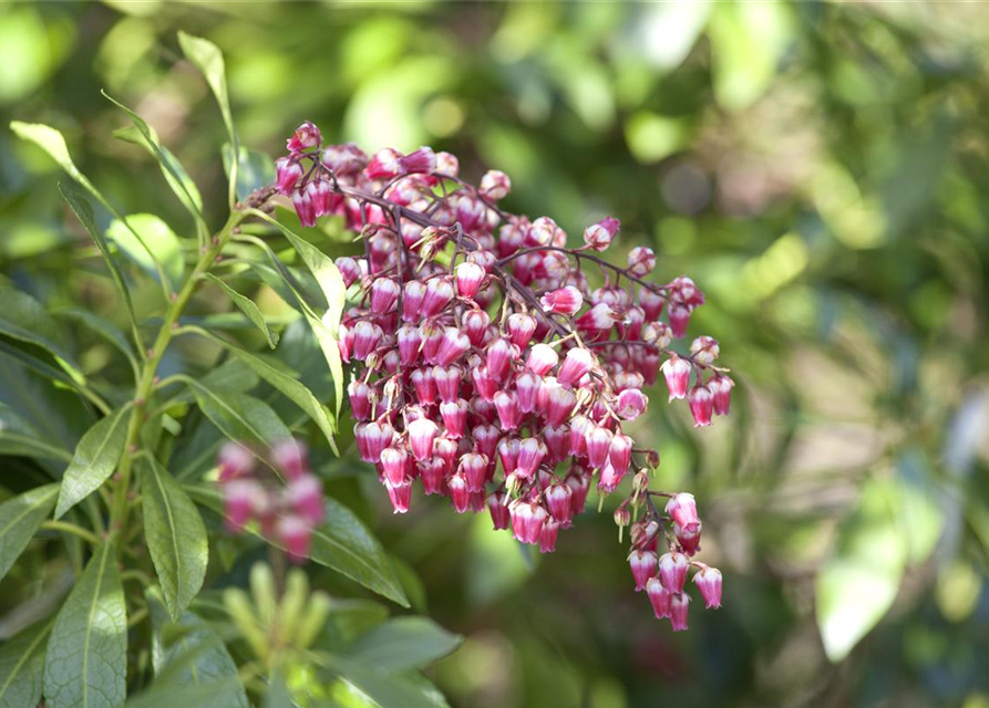 Pieris japonica Passion