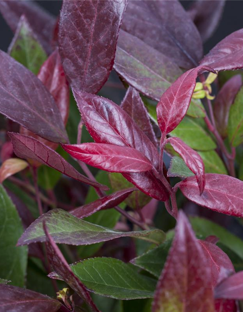 Leucothoe walteri Scarletta