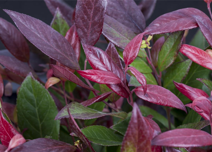 Leucothoe walteri Scarletta