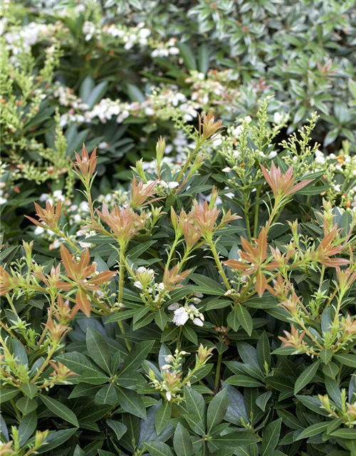 Pieris japonica Prelude